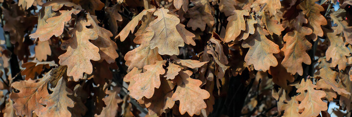 Dry oak leaves for background