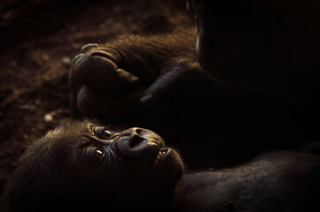  baby gorilla looking at its mother