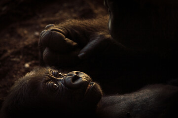 baby gorilla looking at its mother