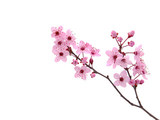 Fototapeta na wymiar Pink spring cherry blossom. Cherry tree branch with spring pink flowers isolated on white