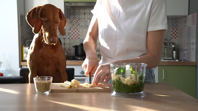Woman cuts parmesan cheese with knife on board to make pesto sauce, cook in kitchen at home, lovely Vizsla dog watching and begging food. Love pets concept. 
