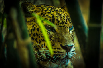 leopard between bamboo