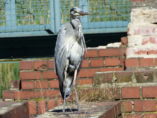 sad bird without any Hope
