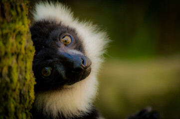 close up of a lemur leaning on tree © Cristian