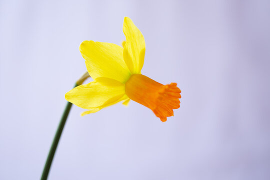 daffodil flowers 7