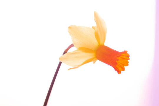 daffodil flower 3