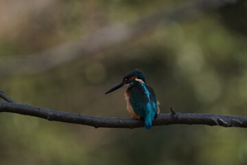 common kingfisher on the branch