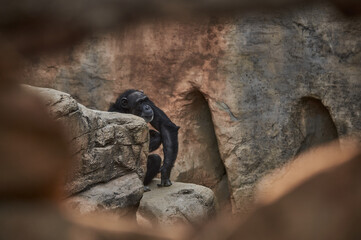 Chimpanzee on the stone