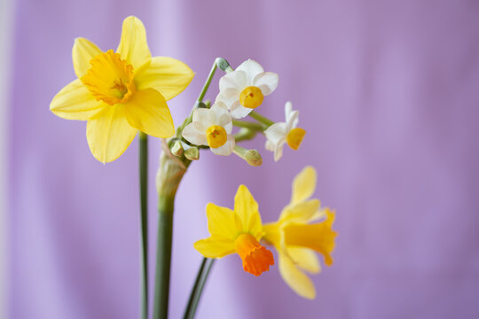 daffodil flowers on lavender background 4