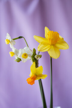 daffodil flowers on lavender background 3