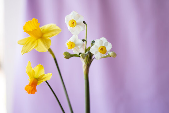 daffodil flowers on lavender background 2