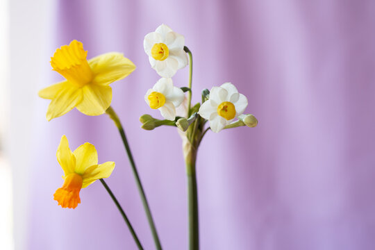 daffodil flowers on lavender background
