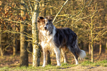 Obraz na płótnie Canvas old wet border collie dog standing with beautiful afternoon lighting. dog has two different color eyes, heterochromia.