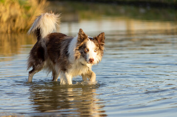 border collie dog walking in the water with beautiful afternoon lighting