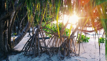 Fototapeta na wymiar reflection of the Sun palms