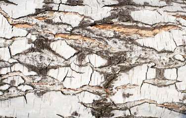 tree bark birch texture design