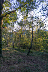 Obraz premium The forest of the Val Grande National Park, at dawn, near the town of Verbania, Italy - September 2020