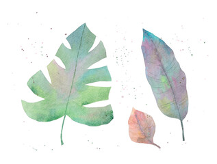 Watercolor leaves and splashes
on white background