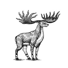 Irish elk or Giant deer or Great Horn. Prehistoric mammals. Extinct animal. Vintage retro vector illustration. Doodle style. Hand drawn engraved sketch