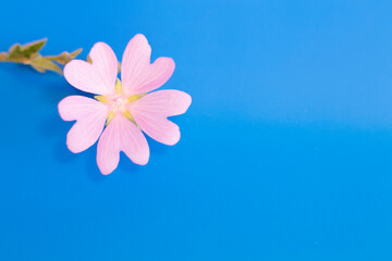 Fototapeta na wymiar pink flower on blue background