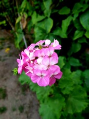 pink and white flowers