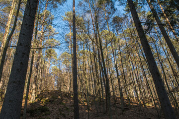 Naklejka premium nadelwald