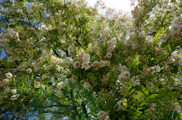 blooming acacia tree with white flowers against the blue sky