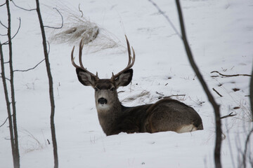 Mule deer buck bedded in the snow.