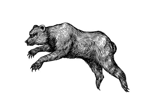 Cave bear. Extinct brown animal. Vintage retro vector illustration. Doodle style. Hand drawn engraved sketch