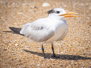 Caspian Tern on beach