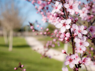 Pink flowers on the branches of an almond tree (Prunus dulcis) on a nice sunny day with a blue sky in the background