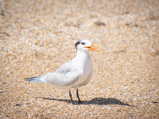 Common tern on rocky beach