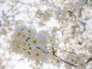 White flowers on the branches of a plum tree (Prunus domestica) on a nice sunny day with a blue sky in the background in early spring