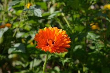 Bright orange calendula flower on the background of blurred green herbs. Summer in the garden.