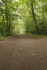 Waldweg 