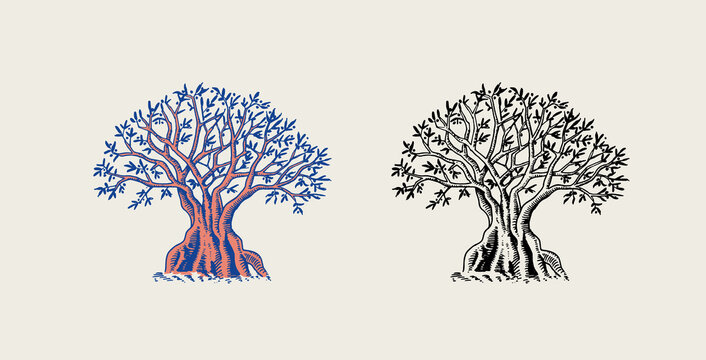 Olive branch of trees. Oil ingredient. Organic vegetarian product. Green plant, twigs and fruits. Engraved hand drawn in old vintage sketch. Vector illustration.