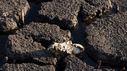 The skull of a dog in a swamp. Extinction of animals from natural disasters. Environmental disaster.