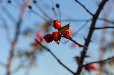 Red fruit of wild rose. The dog roses, the Canina section of the genus Rosa. Subtle swirly bokeh in the background.