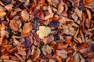 Background group autumn red leaves. 