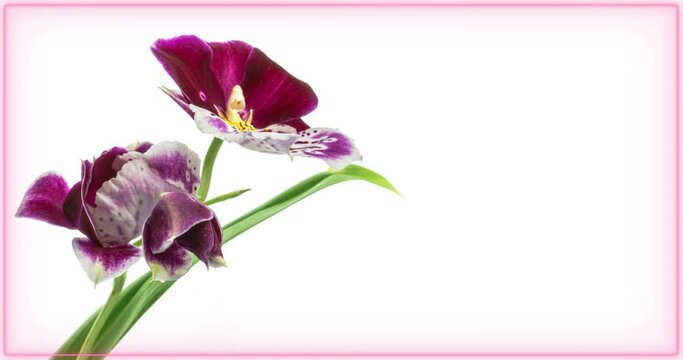 Blooming of beautiful orchid flower on white background, close-up. With place for text or image. Holiday, love, birthday design backdrop.