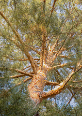 wildlife pine in the forest