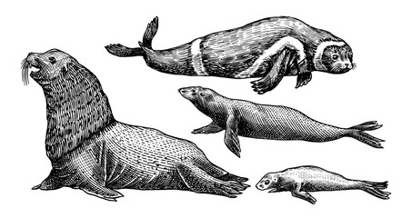 Ribbon seal. Marine creature, nautical mammals and pinnipeds. Animal in Doodle style. Vintage retro signs. Hand drawn engraved sketch