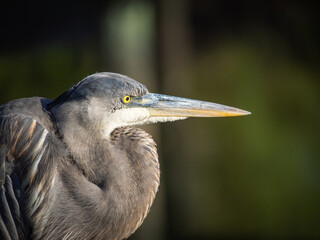 Beautiful portrait of a Great Blue Heron