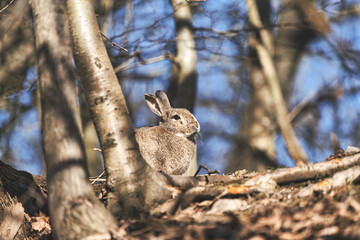 Wild hare (lepus timidus) in spring forest with blurred background. Selective focus.