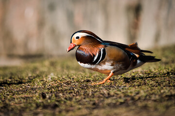 Portrait of mandarin duck male (Aix galericulata) standing on green grass. Blurred background. Selective focus.