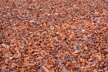 Background group autumn red leaves