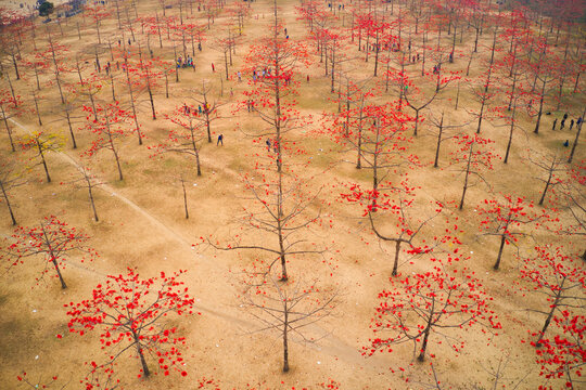 Aerial view of a few people working a Joynal Abedin Shimul Garden, one of the biggest silk cotton gardens in Asia, Tahirpur, Sylhet, Bangladesh.