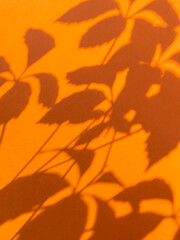 Lacy shadows of Virginia creeper leaves on bright orange background. Five-leaved ivy or five-finger...