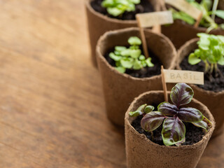 Basil seedlings in biodegradable pots on wooden table. Green plants in peat pots. Copy space.