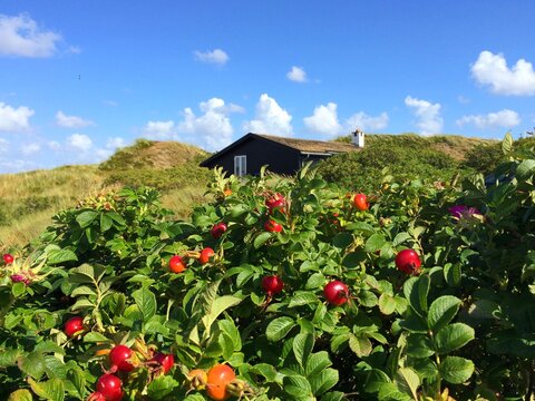 Rosehip bushes growing in front of a Traditional timber Summerhouse with a grass roof on a summer day, Fanoe Bad, Fanoe, Jutland, Denmark